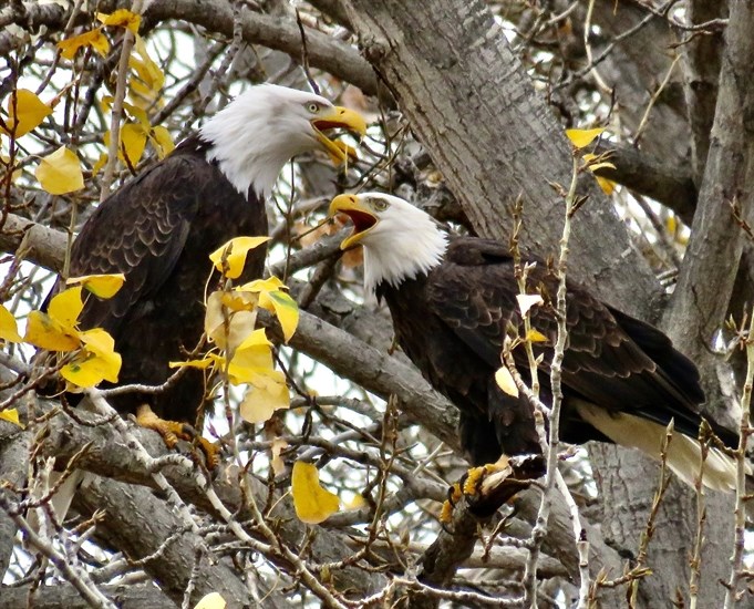 iN PHOTOS: Eagles fight for food, territory in Kamloops, Okanagan | iNFOnews.ca iN PHOTOS: Eagles fight for food, territory in Kamloops, Okanagan | iNFOnews.ca
