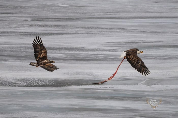 iN PHOTOS: Eagles fight for food, territory in Kamloops, Okanagan | iNFOnews.ca iN PHOTOS: Eagles fight for food, territory in Kamloops, Okanagan | iNFOnews.ca