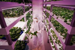 A picture of someone in a hazmat suit in an indoor vertical garden.