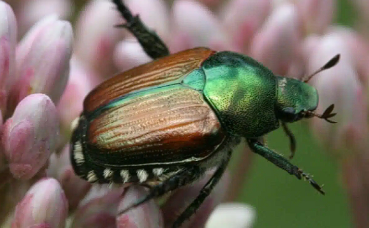Destructive Japanese beetles found in Kamloops, a first for BC Interior | iNFOnews.ca A green and brown beetle on a flower.