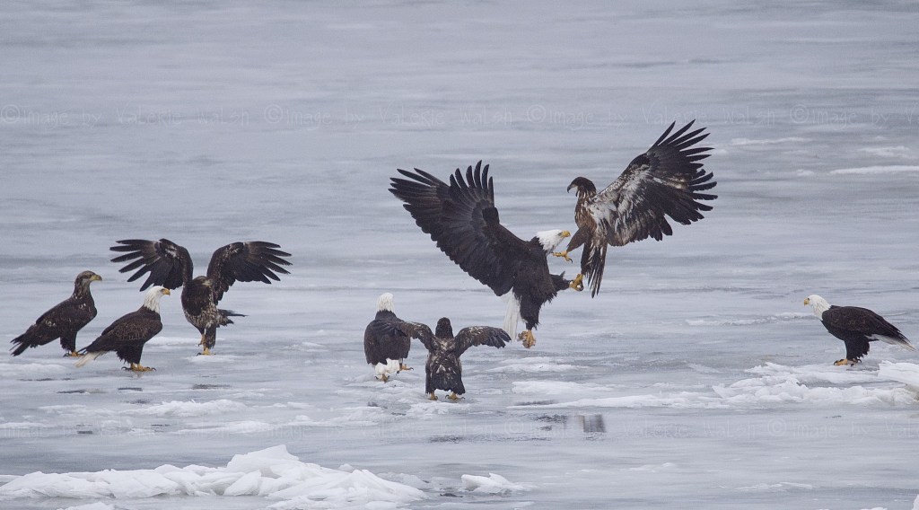 iN PHOTOS: Eagles fight for food, territory in Kamloops, Okanagan | iNFOnews.ca iN PHOTOS: Eagles fight for food, territory in Kamloops, Okanagan | iNFOnews.ca