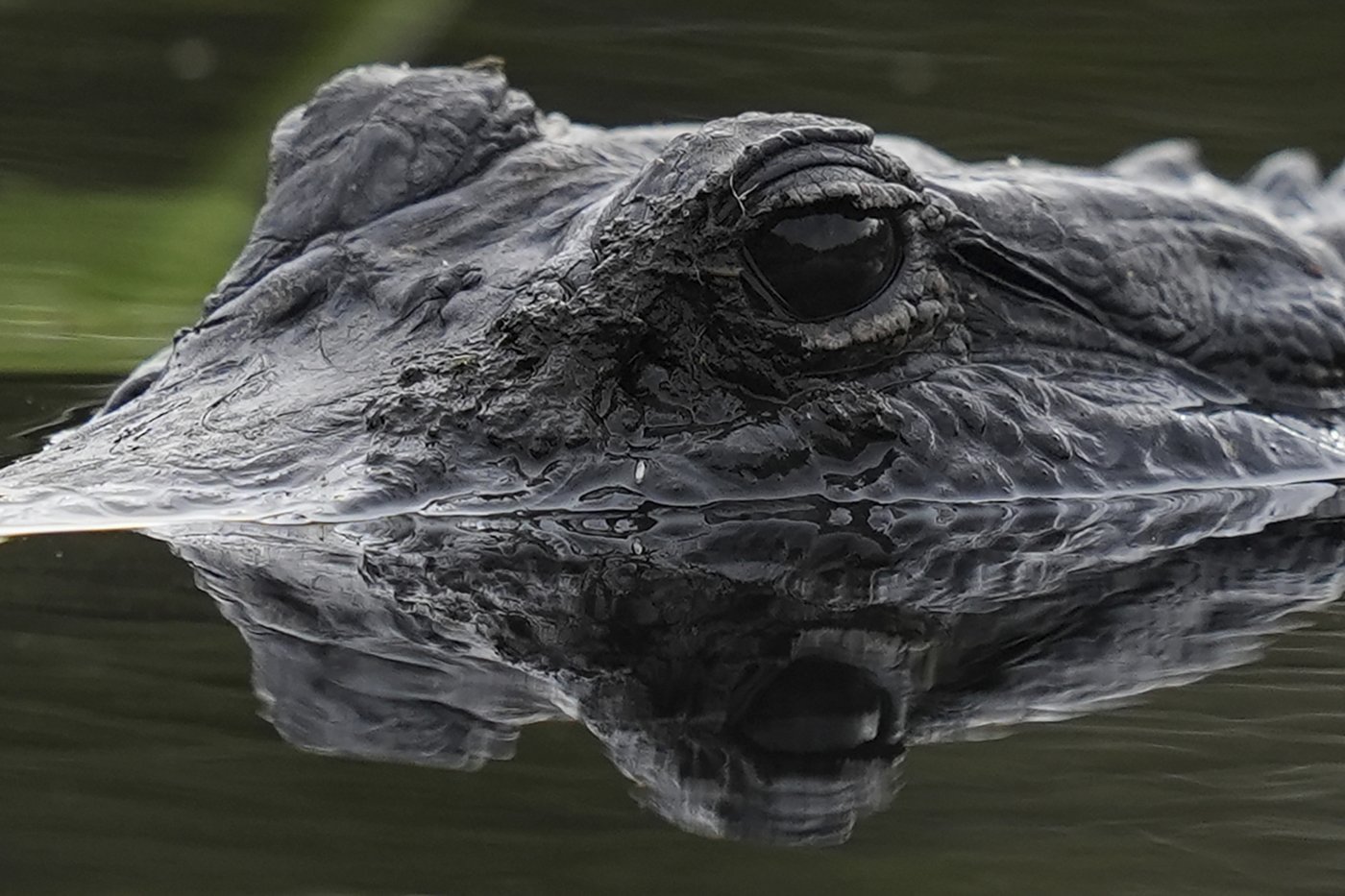 Takeaways from AP's story on Everglades restoration efforts | iNFOnews.ca Takeaways from AP's story on Everglades restoration efforts | iNFOnews.ca
