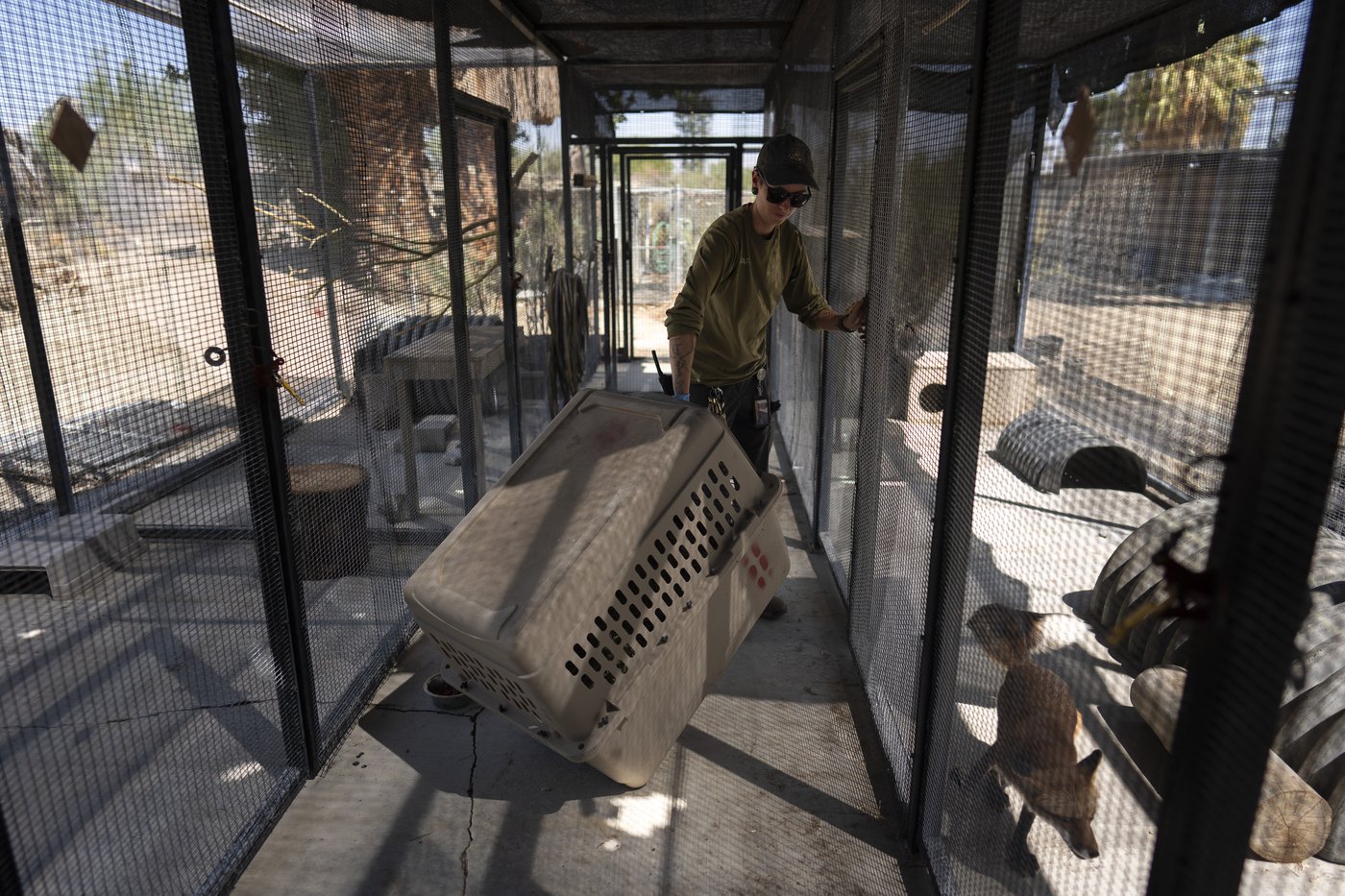 As fire raged nearby, a tiny town's zoo animals were driven to safety | iNFOnews.ca