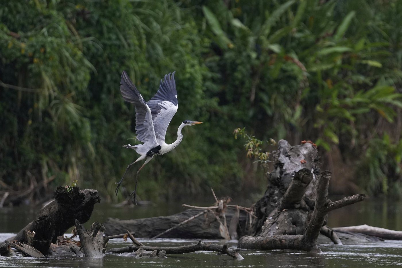 Few migrants remain in the Darien Gap, but an environmental crisis has been left behind | iNFOnews.ca