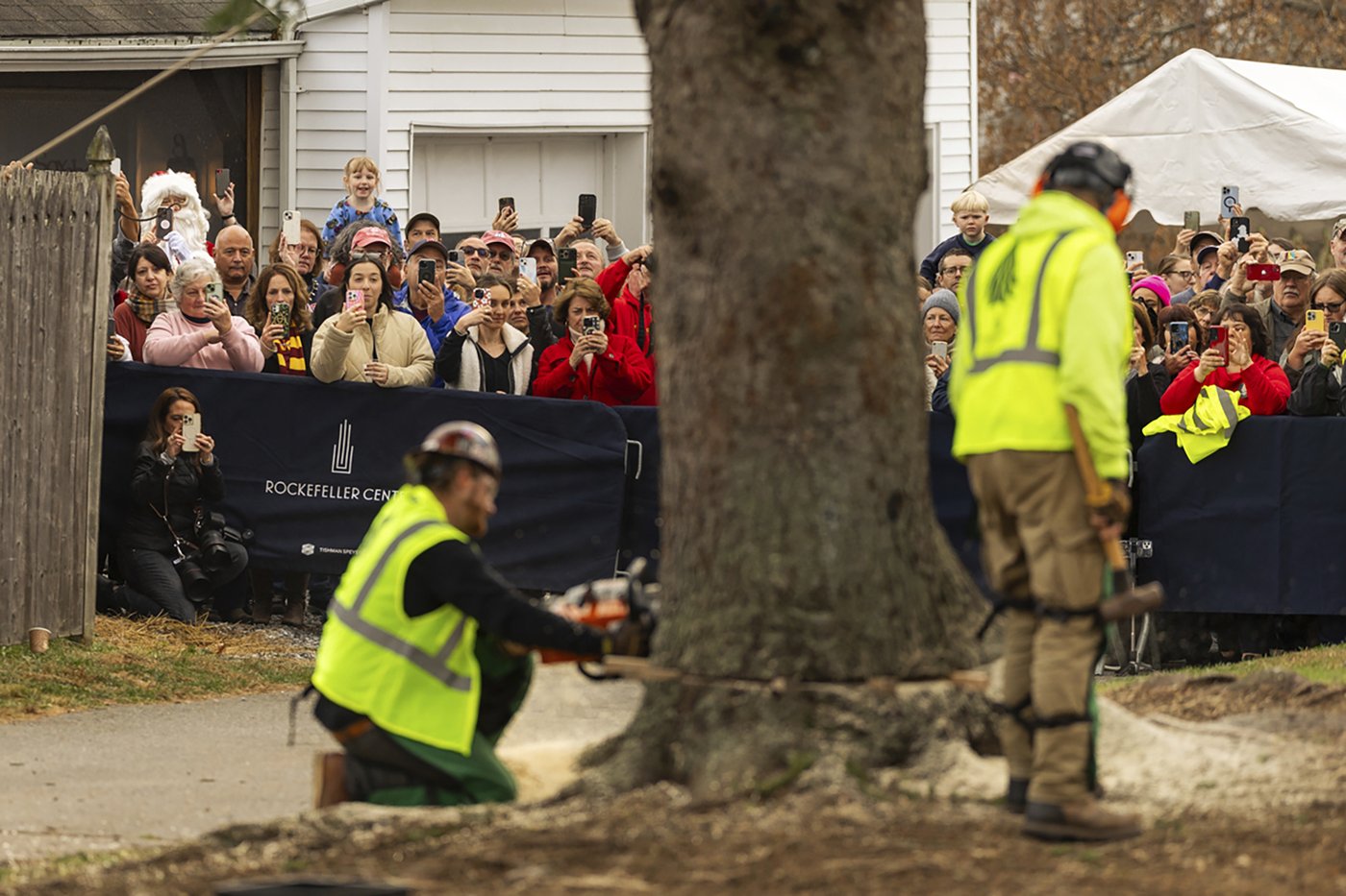 A green giant: This year's 74-foot Rockefeller Christmas tree is en route from Massachusetts | iNFOnews.ca