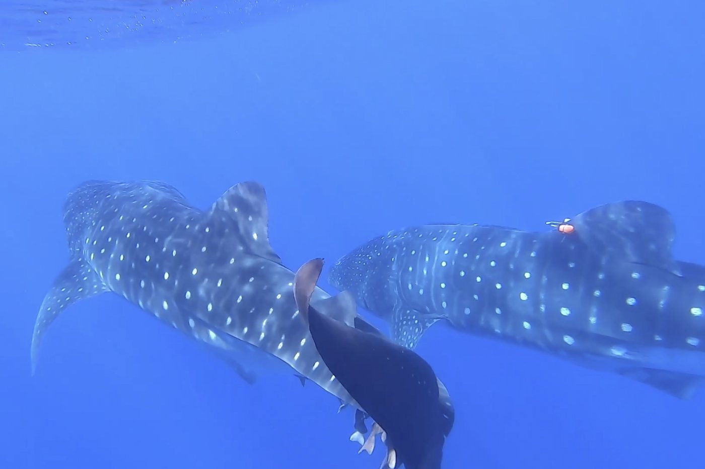 Where do whale sharks mate? The search to learn where the magic happens for the world's biggest fish | iNFOnews.ca