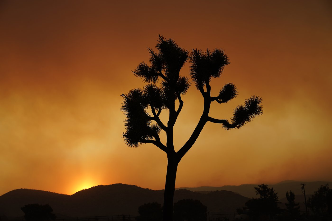 Joshua trees are in peril. California has a plan to save them | iNFOnews.ca Joshua trees are in peril. California has a plan to save them | iNFOnews.ca