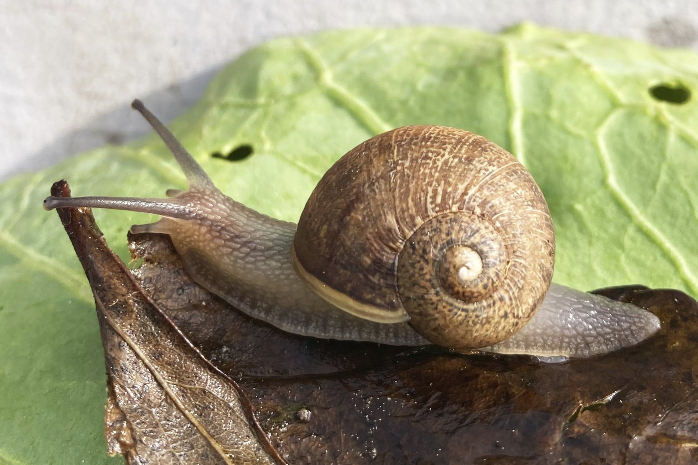 Ned is a perfectly nice snail, but a rare shell means a doomed love life | iNFOnews.ca Ned is a perfectly nice snail, but a rare shell means a doomed love life | iNFOnews.ca