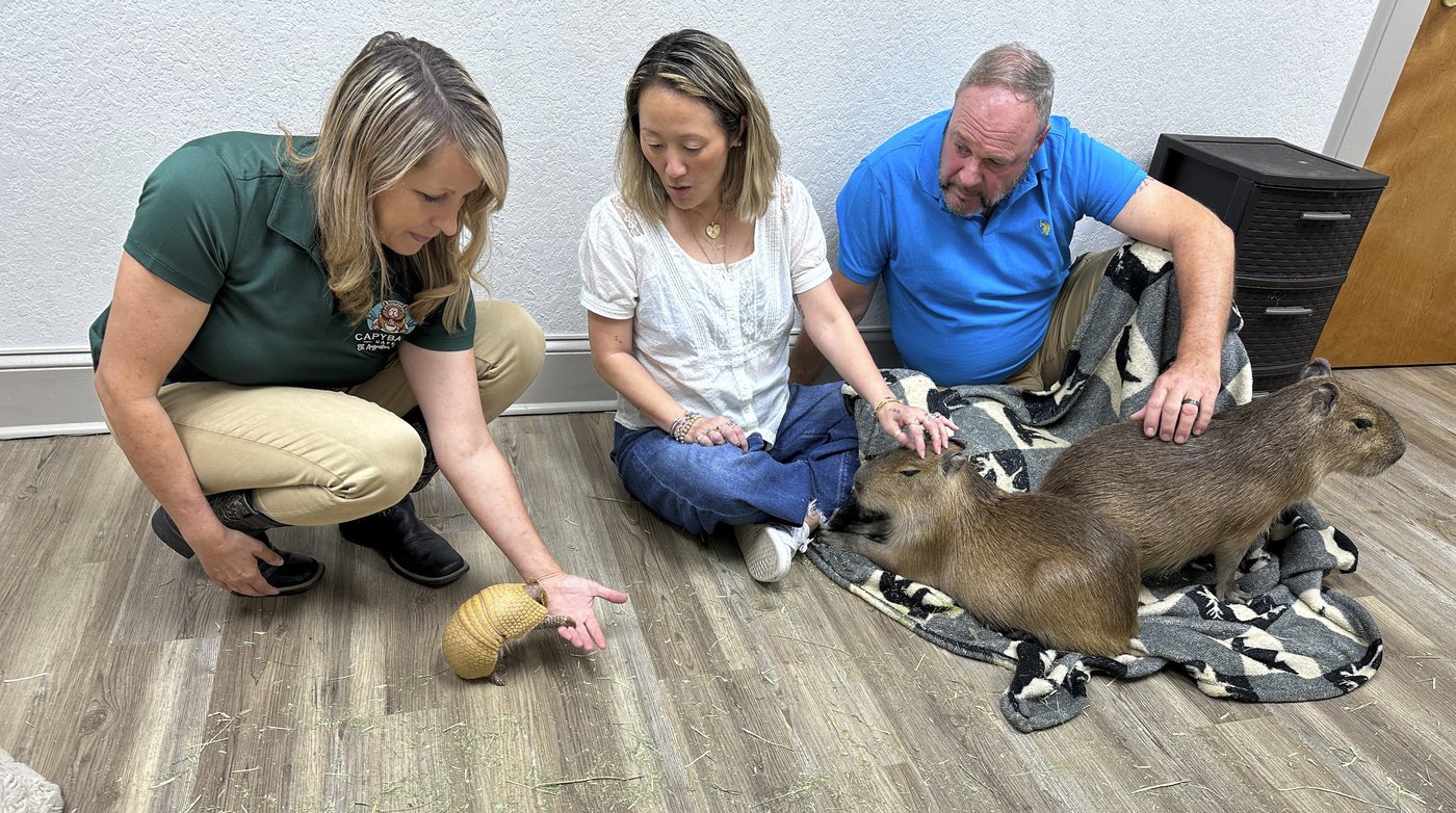 Giant rodents cuddle with visitors at the Capybara Cafe in Florida | iNFOnews.ca