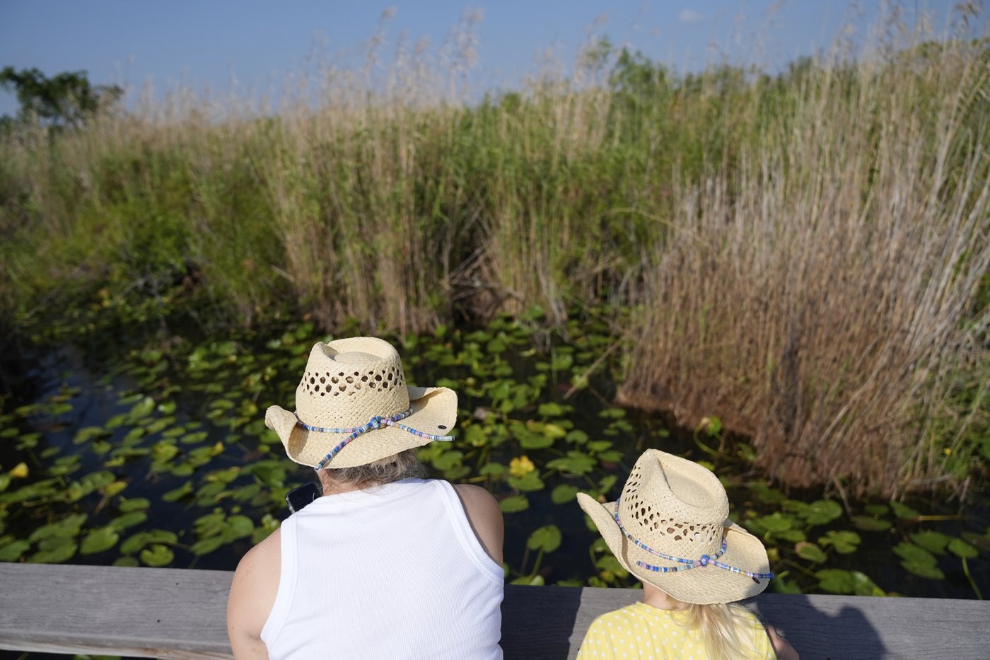 Takeaways from AP's story on Everglades restoration efforts | iNFOnews.ca Takeaways from AP's story on Everglades restoration efforts | iNFOnews.ca