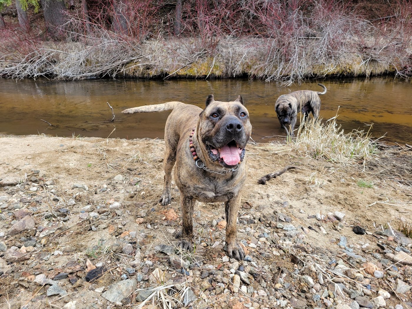 Their homes destroyed by wildfire, B.C. residents are more worried about missing pets | iNhome Their homes destroyed by wildfire, B.C. residents are more worried about missing pets | iNhome