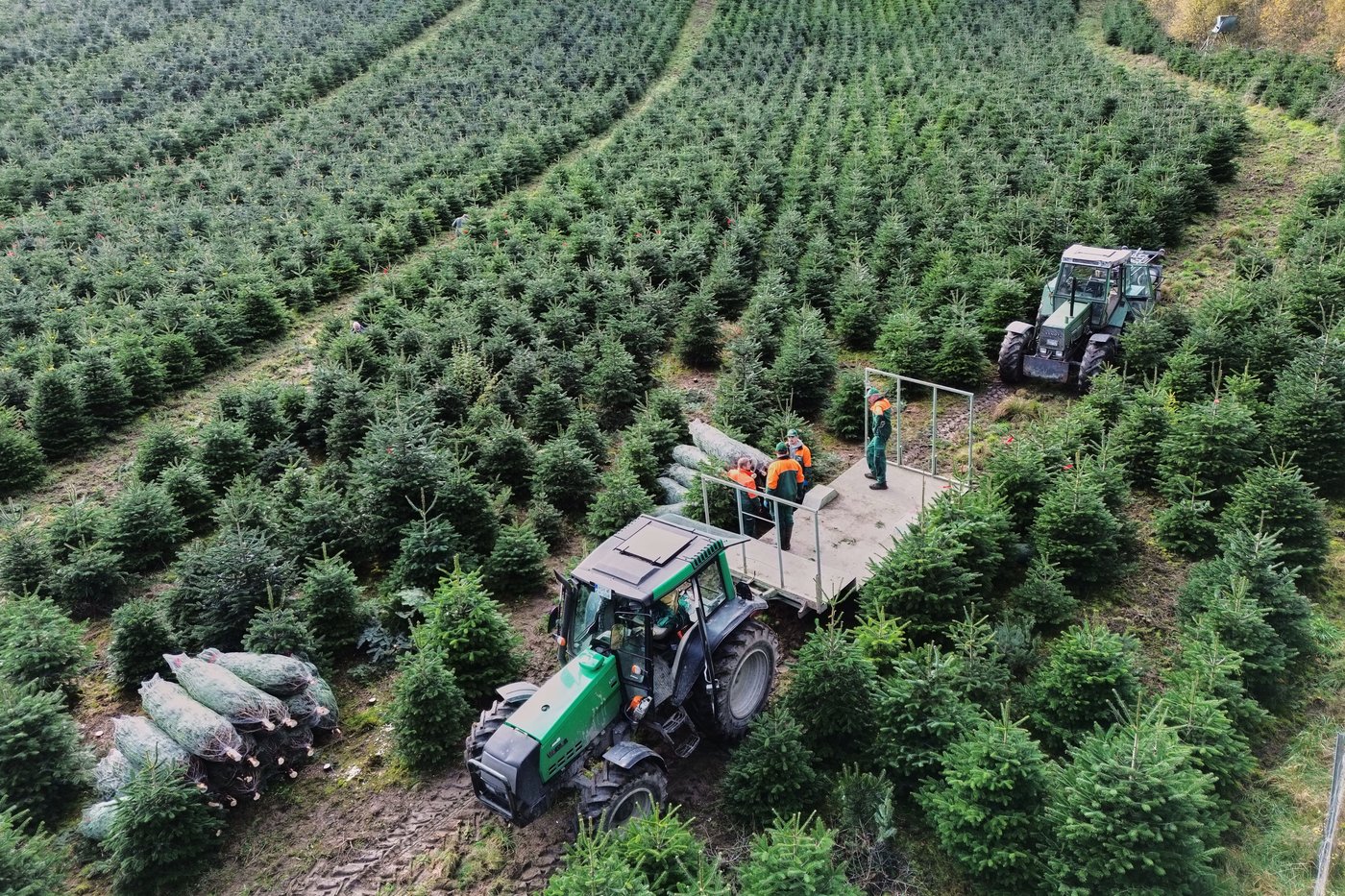 Christmas harvest begins in Germany, where some say decorating trees began | iNFOnews.ca
