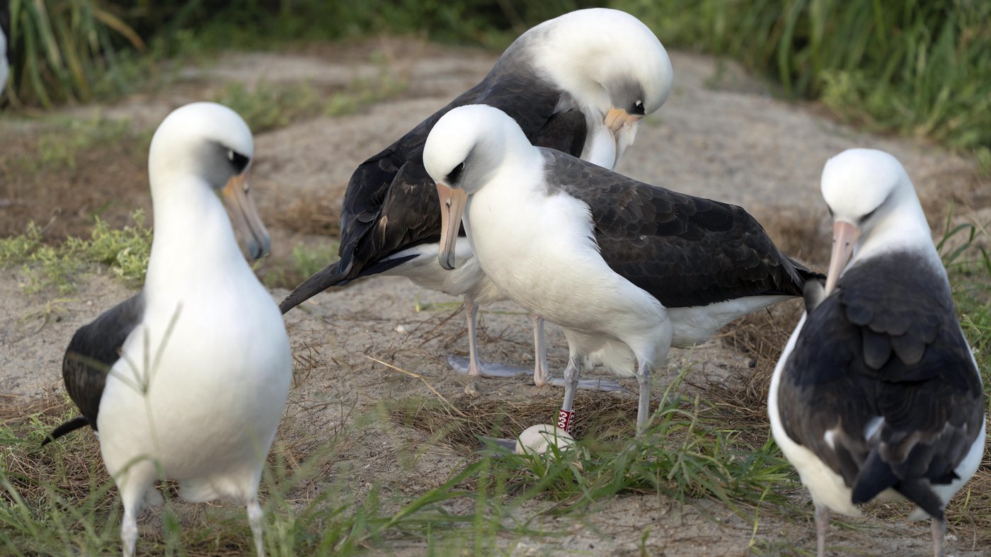 World's oldest-known wild bird lays an egg in Hawaii at age 74 | iNFOnews.ca World's oldest-known wild bird lays an egg in Hawaii at age 74 | iNFOnews.ca