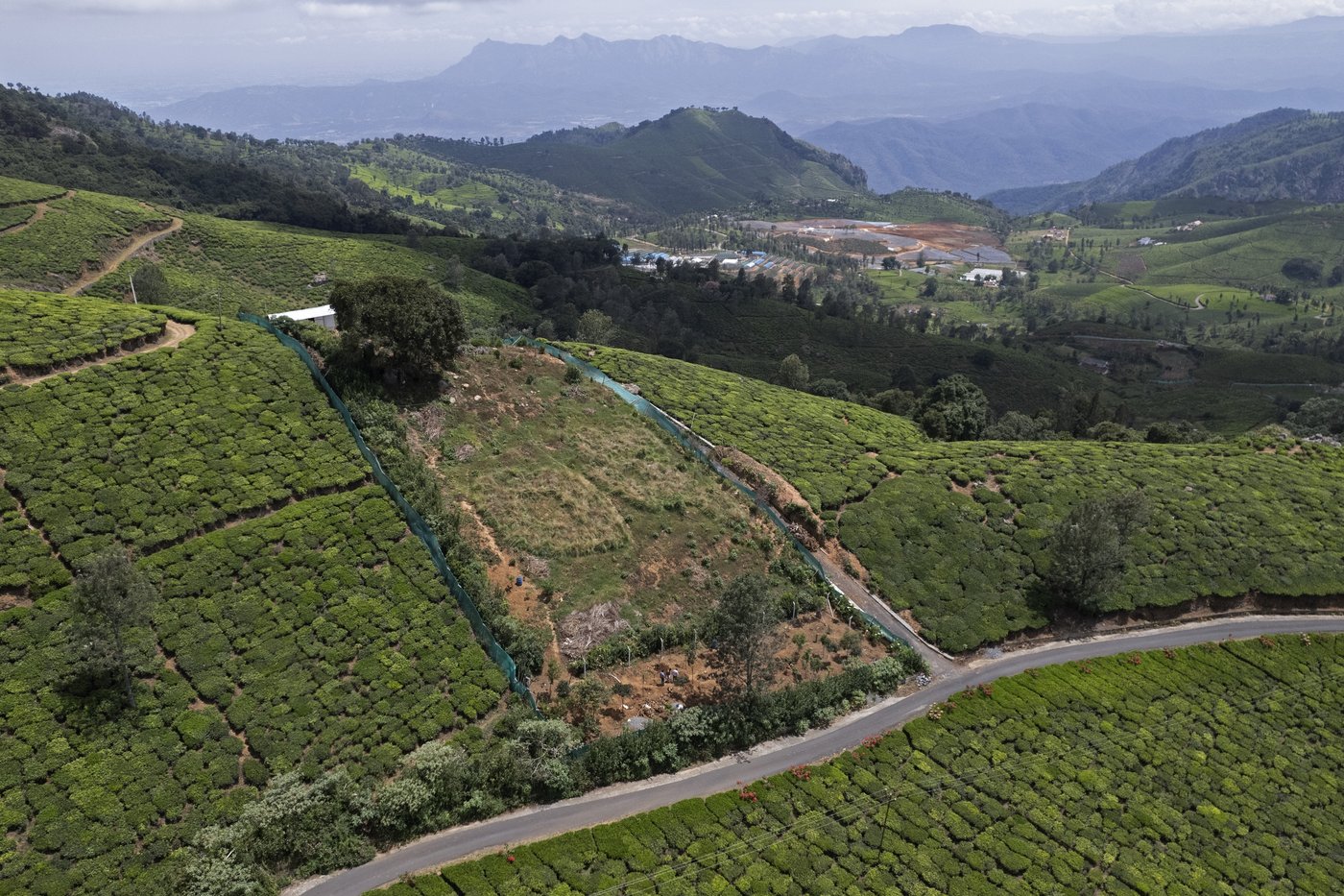 In southern India's tea country, small but mighty efforts are brewing to bring back native forests | iNFOnews.ca