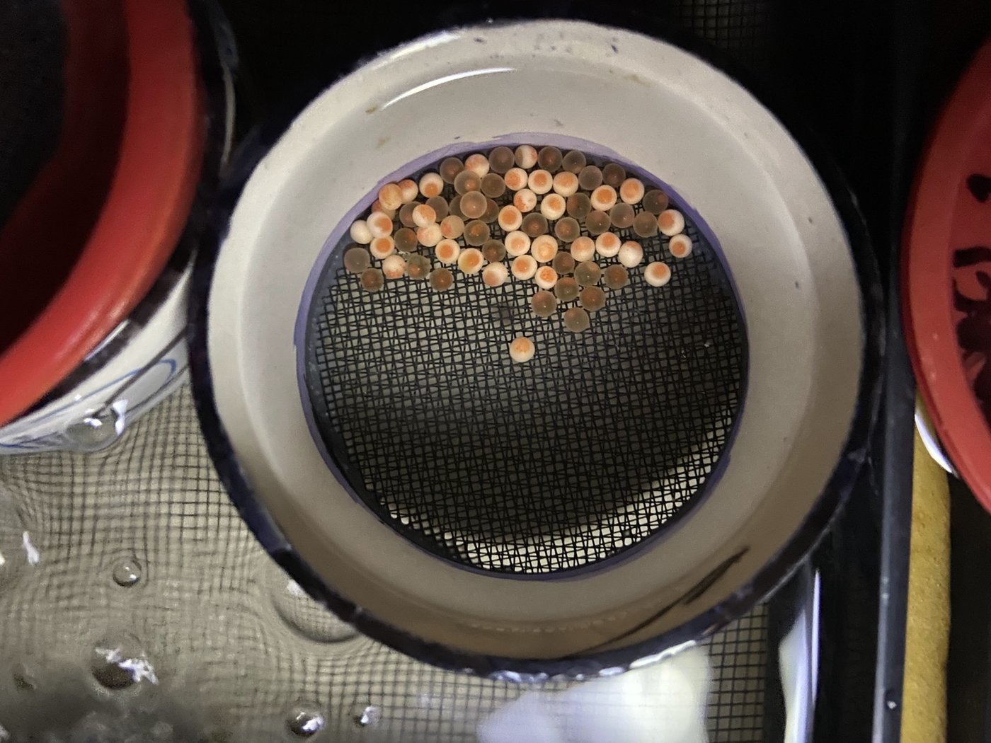 B.C. research suggests road salt linked to death and deformities in salmon | iNFOnews.ca B.C. research suggests road salt linked to death and deformities in salmon | iNFOnews.ca