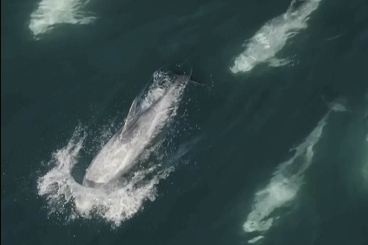 'Super pod' of 1,500 dolphins captured on drone video as they cavort off California's coast | iNFOnews.ca