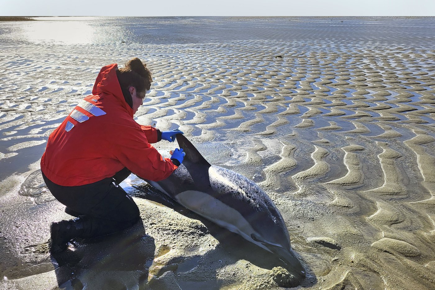 Historically bad year for dolphin strandings on Cape Cod has scientists looking for answers | iNFOnews.ca Historically bad year for dolphin strandings on Cape Cod has scientists looking for answers | iNFOnews.ca