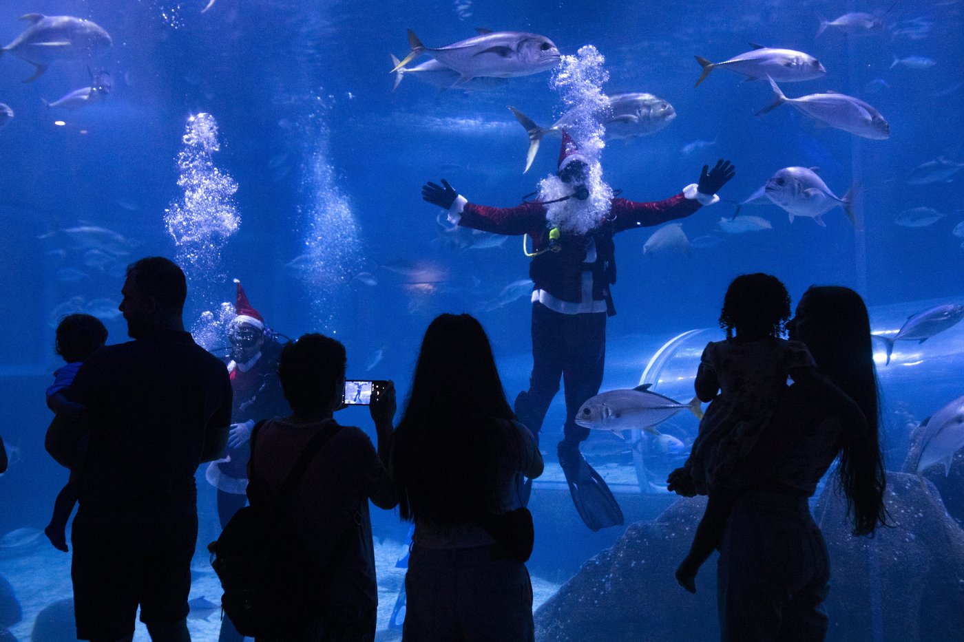 Santa Claus joins sharks for a holiday swim at a Rio de Janeiro aquarium | iNFOnews.ca Santa Claus joins sharks for a holiday swim at a Rio de Janeiro aquarium | iNFOnews.ca