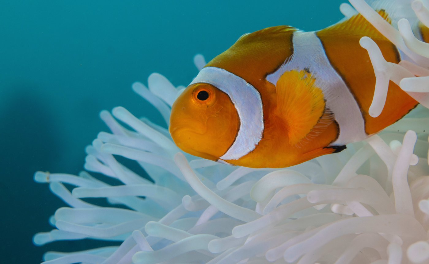 Clownfish shrink their bodies to survive ocean heat waves | iNFOnews.ca