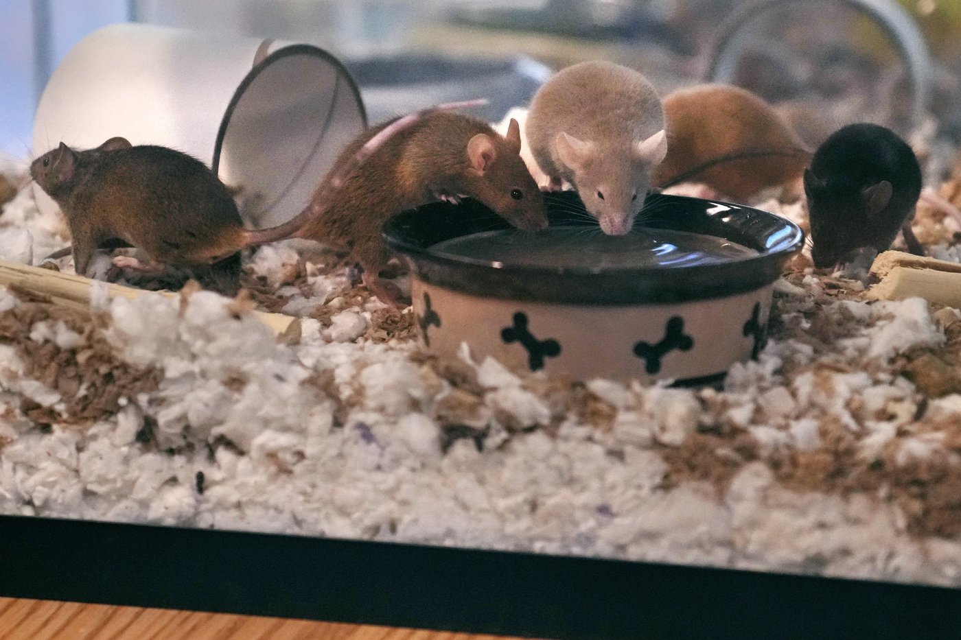 New Hampshire shelter faces enor-mouse problem after man surrenders nearly 1,000 rodents | iNFOnews.ca