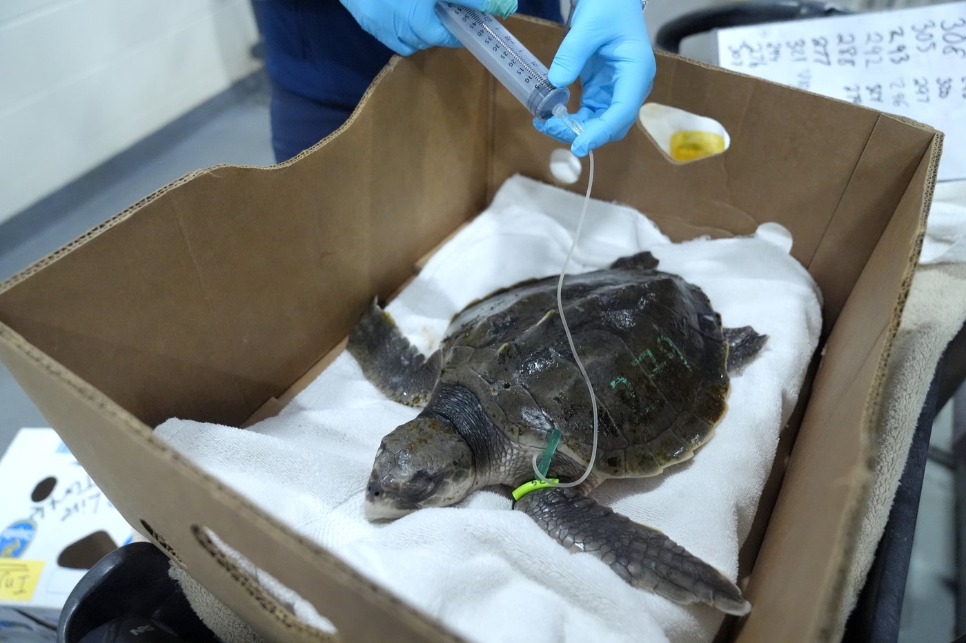 Global warming fills New England's rich waters with death traps for endangered sea turtles | iNFOnews.ca