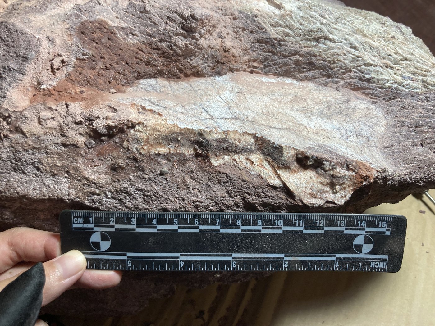 Hong Kong discovers dinosaur fossils for the first time | iNFOnews.ca