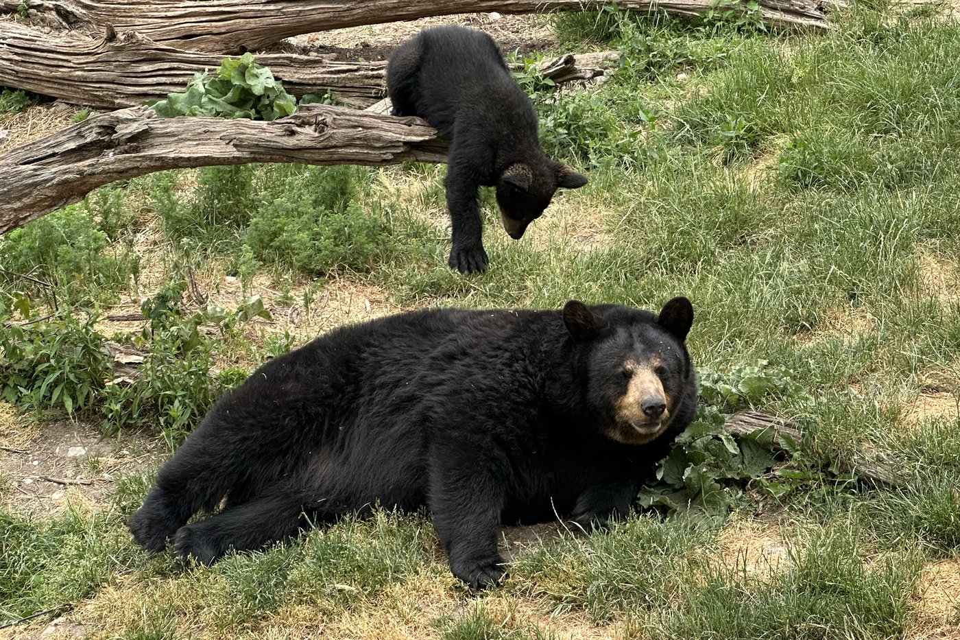 Woman attacked by bear while walking dog in Squamish, B.C., wildlife area | iNFOnews.ca Woman attacked by bear while walking dog in Squamish, B.C., wildlife area | iNFOnews.ca