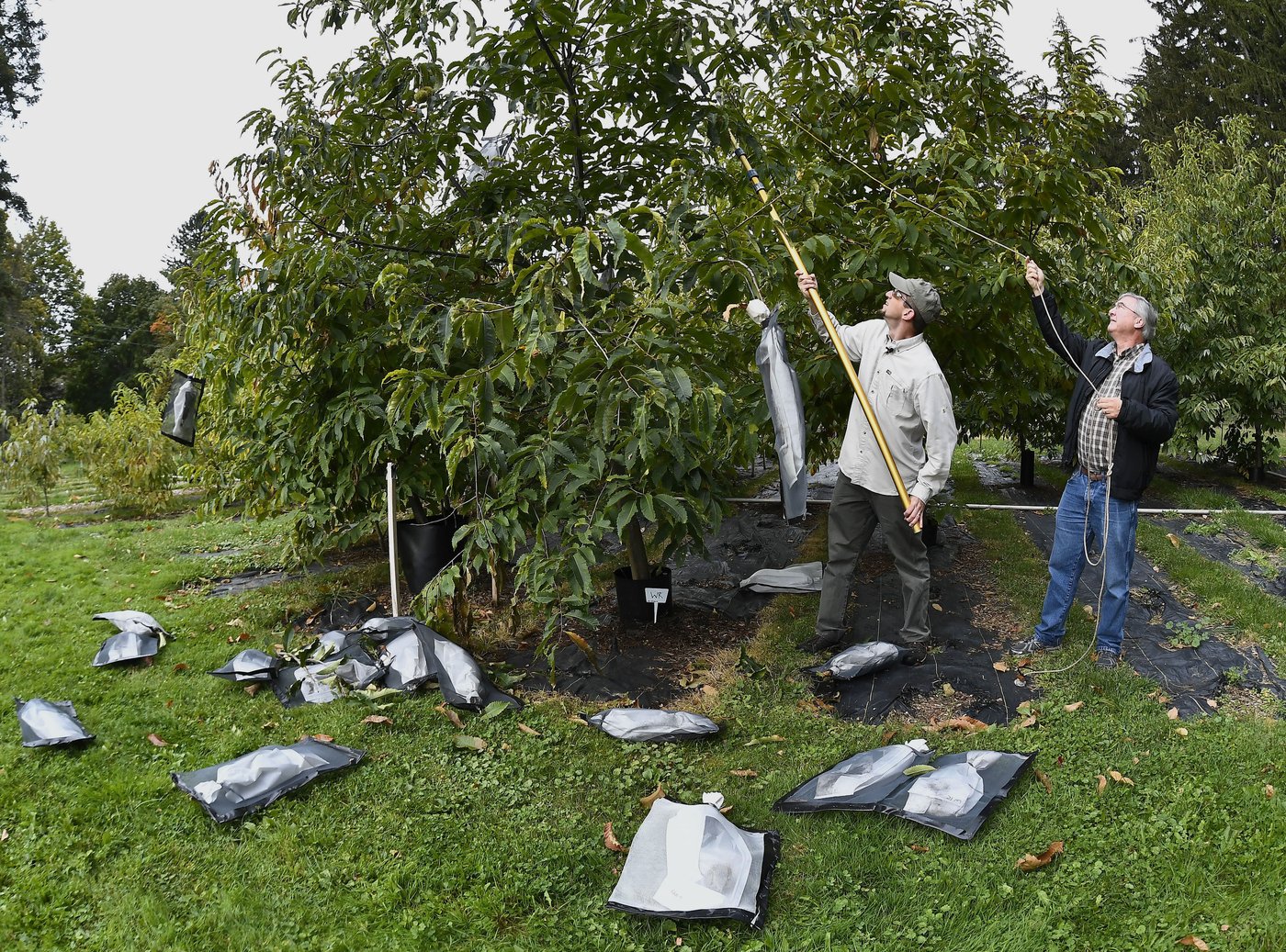 'Tis the season for roasting chestnuts. But in the US, native ones are almost gone | iNFOnews.ca 'Tis the season for roasting chestnuts. But in the US, native ones are almost gone | iNFOnews.ca