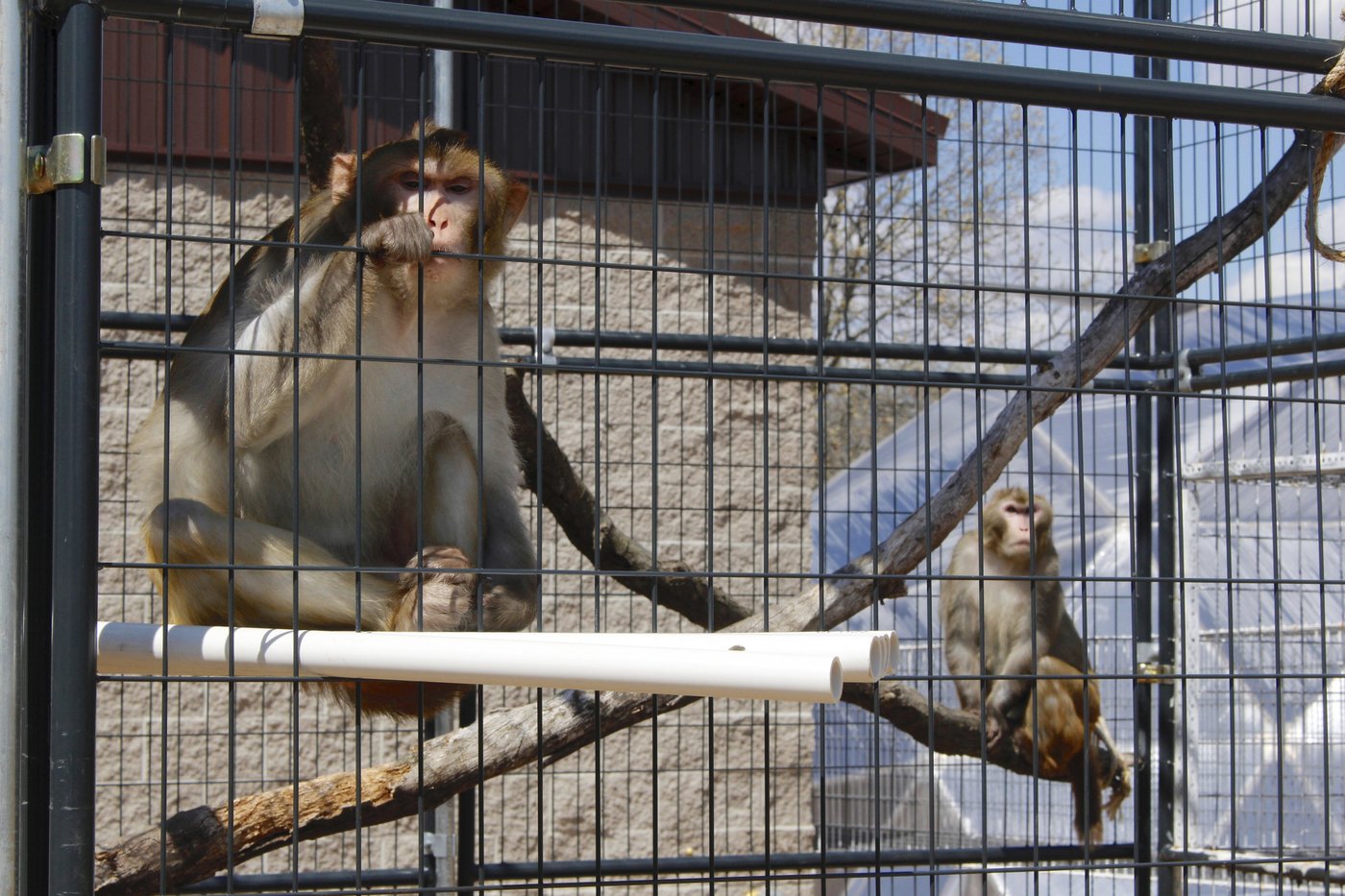 Monkeys that escaped a lab are a species used for human research since the 1800s | iNFOnews.ca