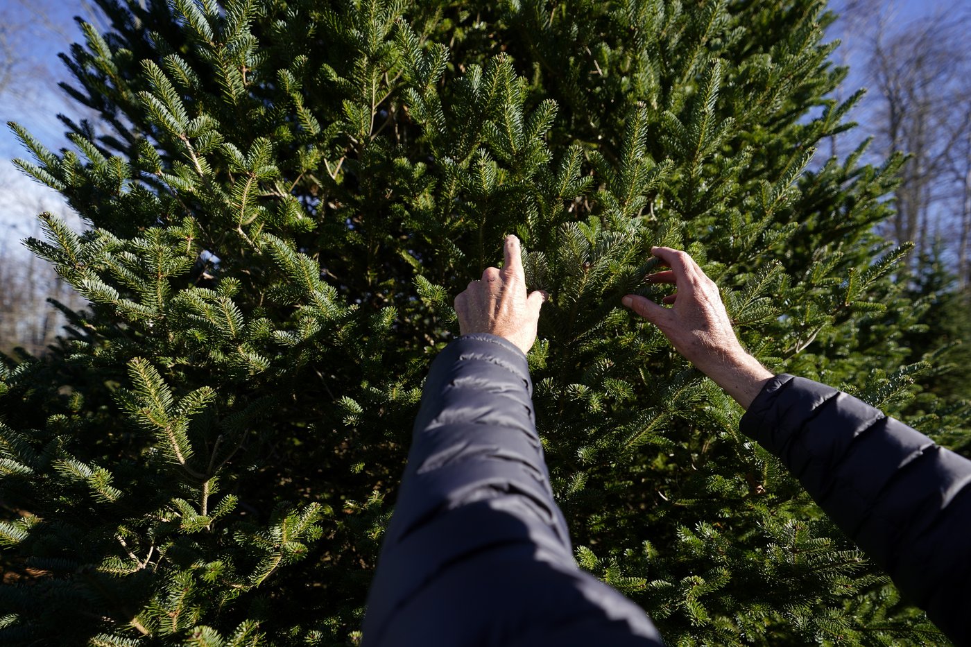 The White House's Christmas tree is a symbol of resilience for hurricane-hit North Carolina farms | iNFOnews.ca The White House's Christmas tree is a symbol of resilience for hurricane-hit North Carolina farms | iNFOnews.ca