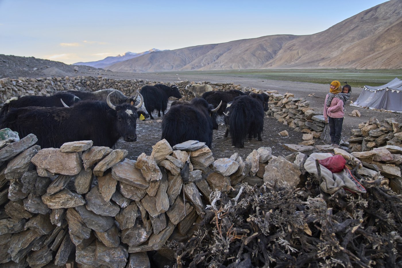 High in India’s Himalayan mountains, yak herders struggle to survive a warming world | iNFOnews.ca