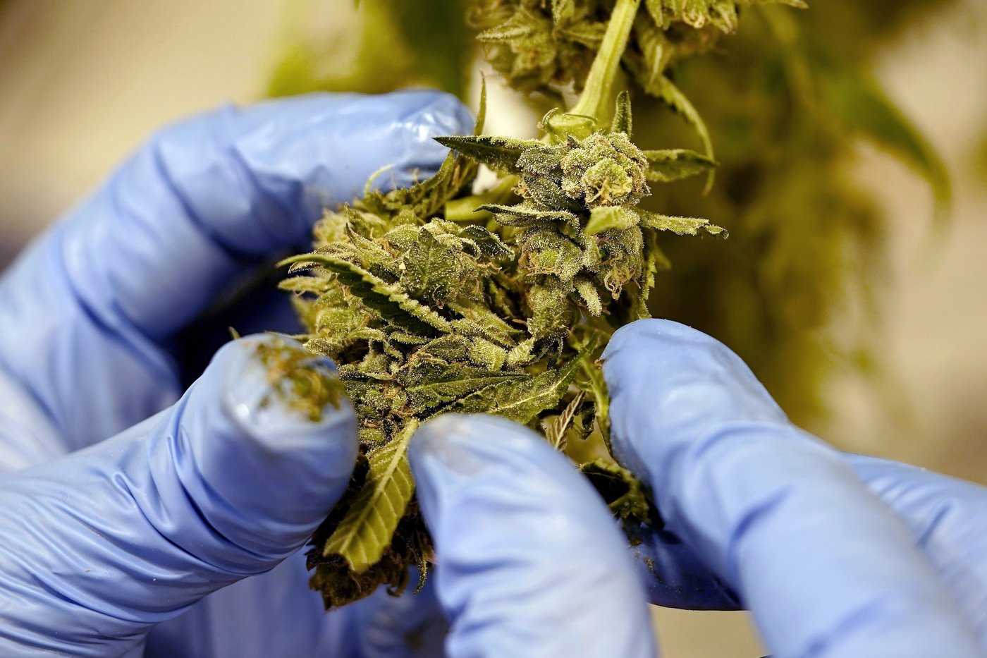 Growers and processors selected through a lottery for Kentucky's start-up medical cannabis program | iNFOnews.ca