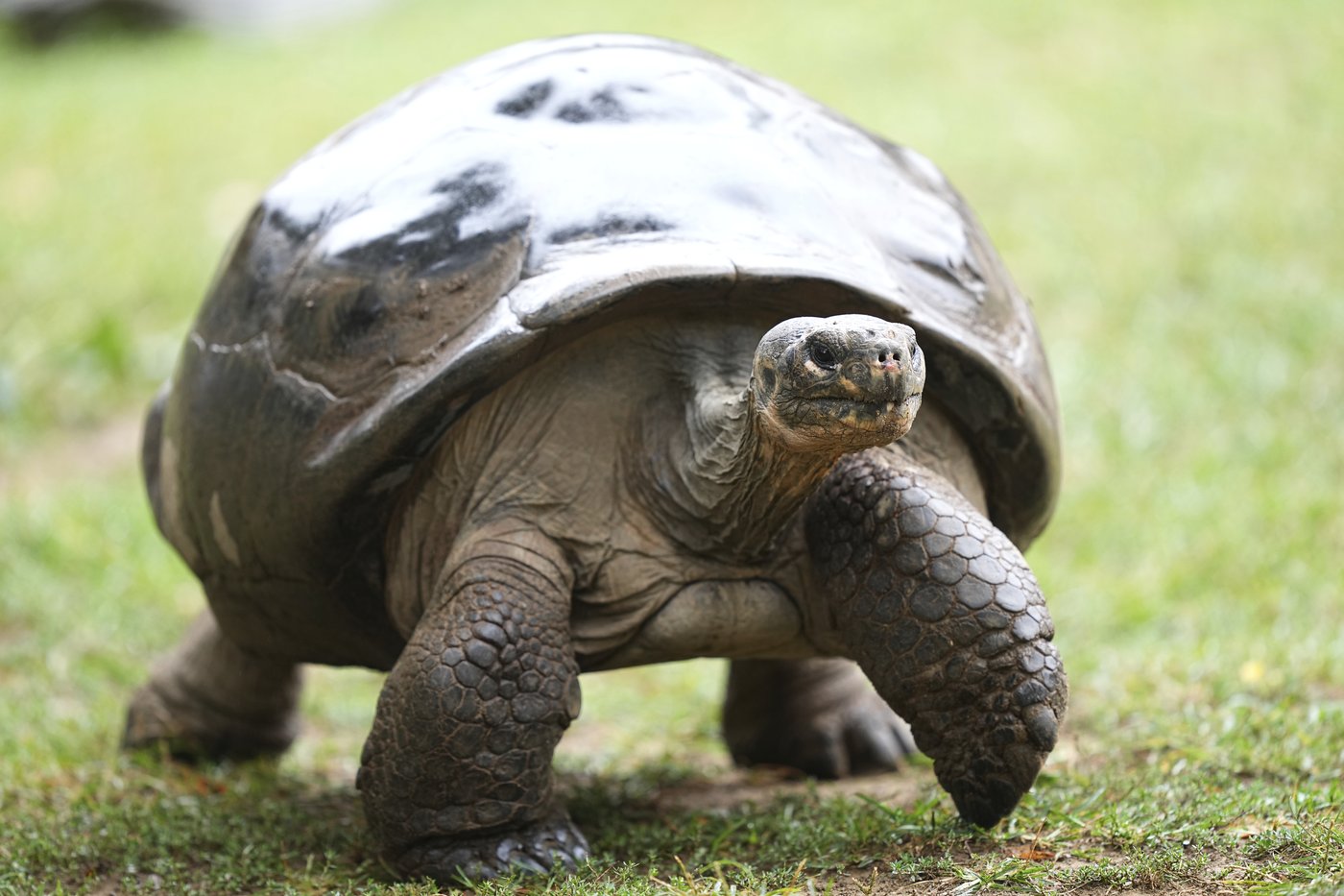 Tortoise hatchlings born of century-old parents come out of their shells at Philadelphia Zoo | iNFOnews.ca Tortoise hatchlings born of century-old parents come out of their shells at Philadelphia Zoo | iNFOnews.ca