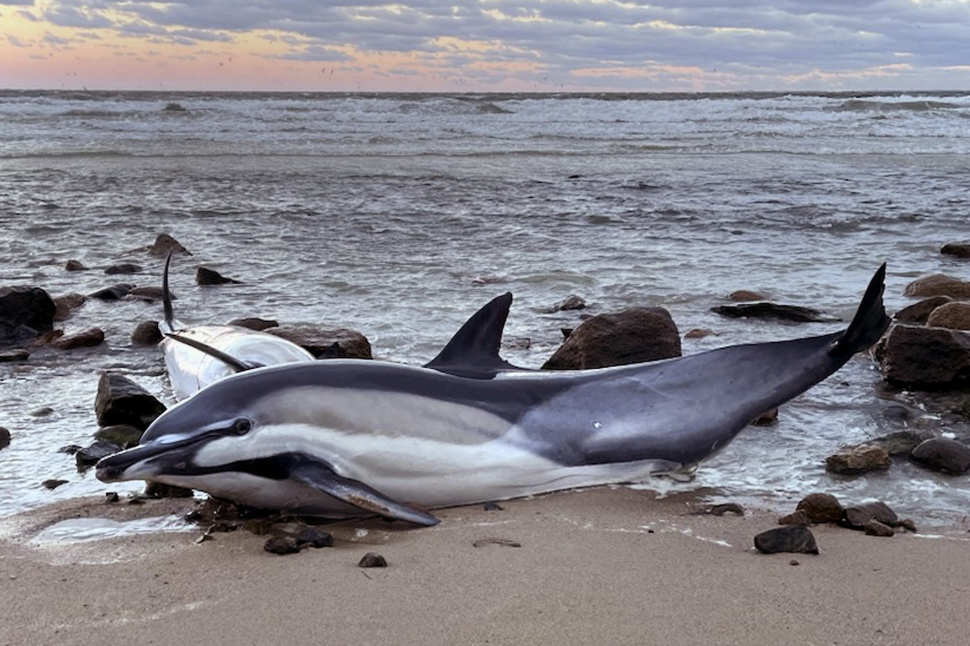 Historically bad year for dolphin strandings on Cape Cod has scientists looking for answers | iNFOnews.ca Historically bad year for dolphin strandings on Cape Cod has scientists looking for answers | iNFOnews.ca