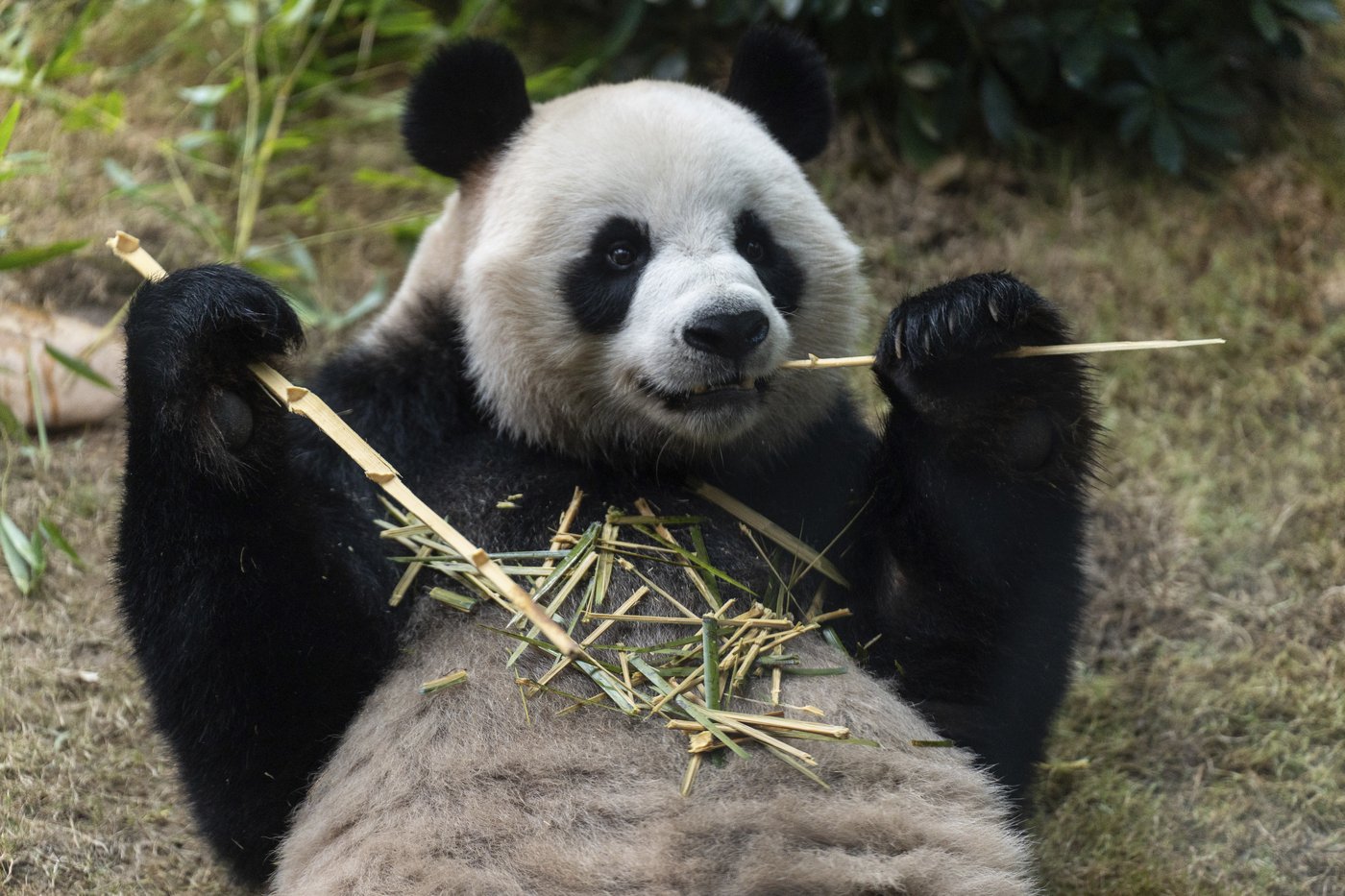 Hong Kong launches panda sculpture tour as the city hopes the bear craze boosts tourism | iNFOnews.ca