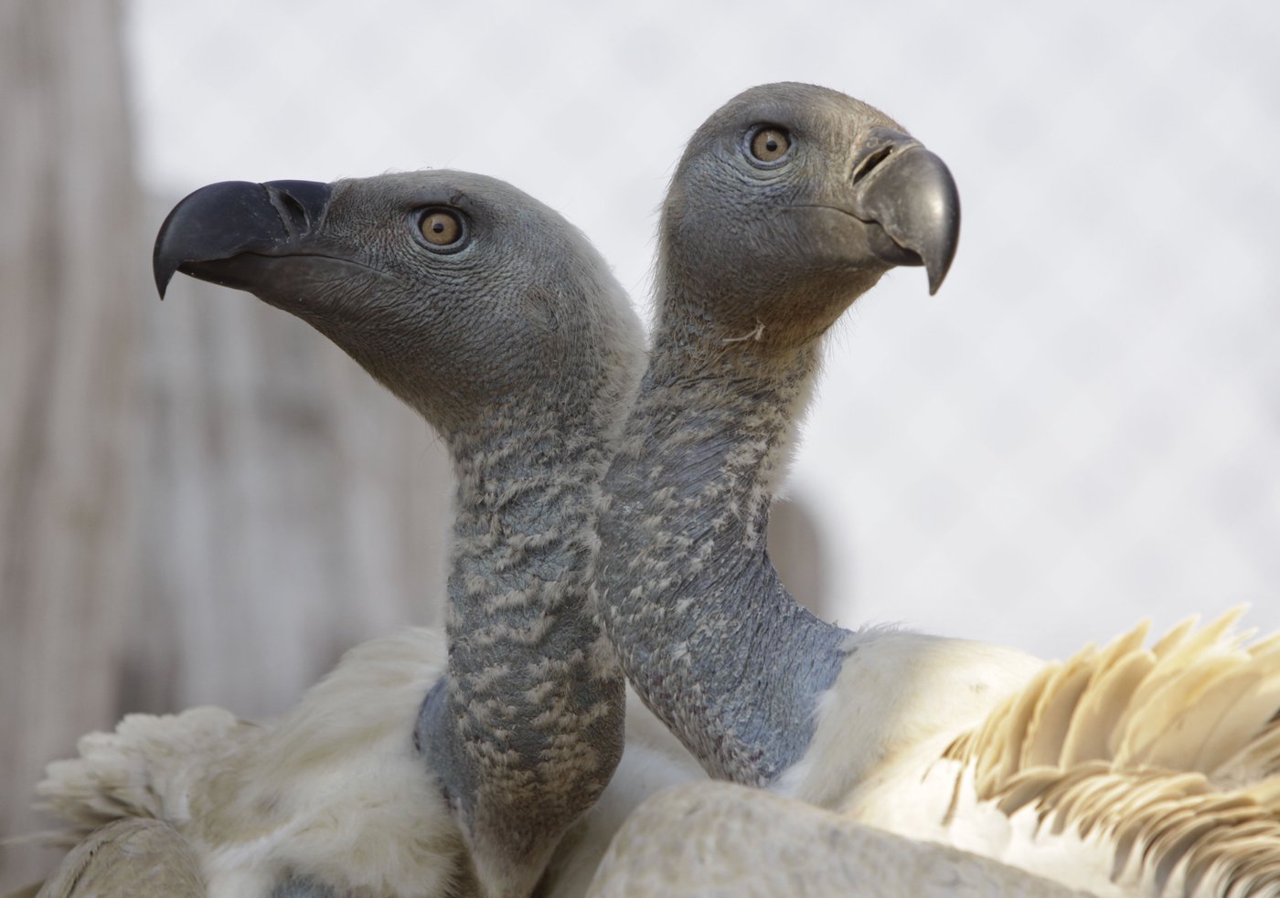 More than 100 vultures die in a mass poisoning in South Africa's flagship national park | iNFOnews.ca More than 100 vultures die in a mass poisoning in South Africa's flagship national park | iNFOnews.ca
