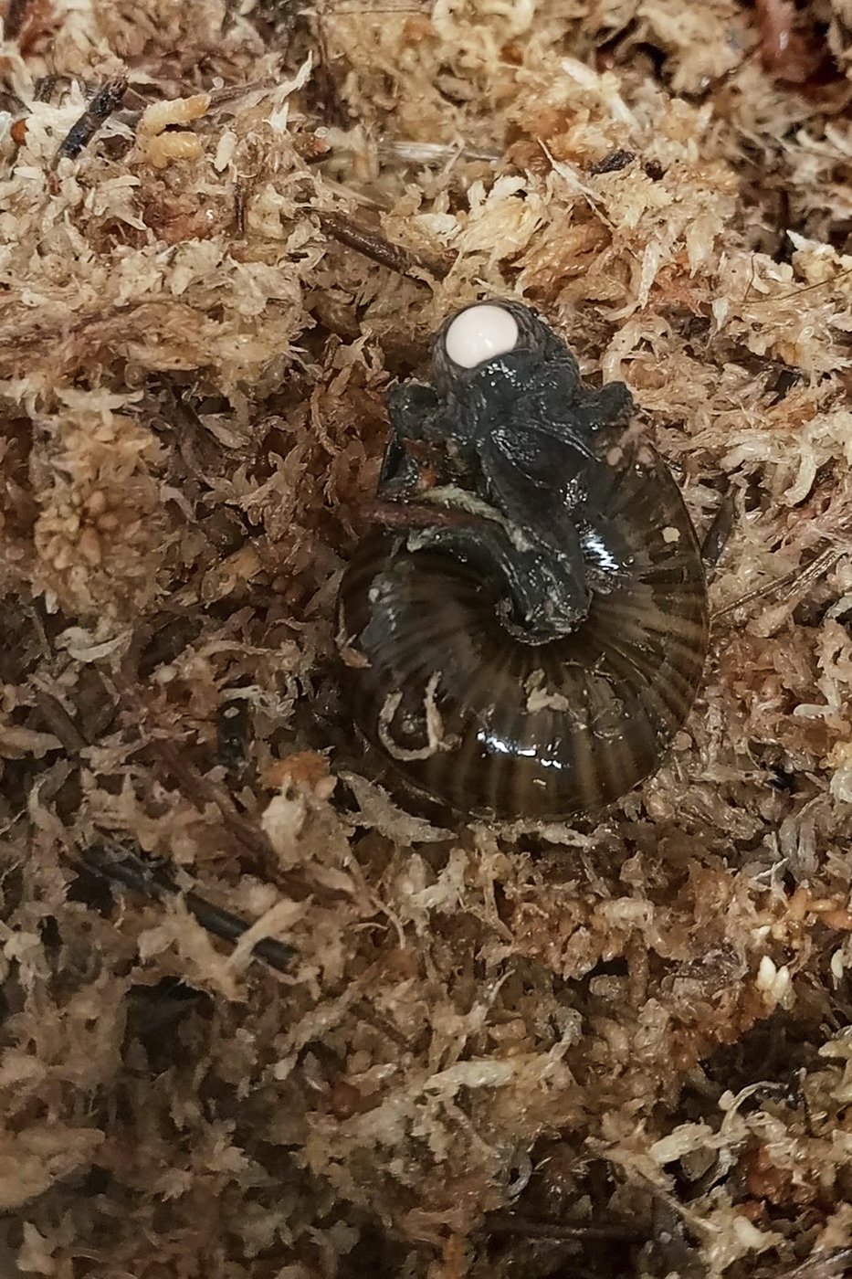 A rare New Zealand snail is filmed for the first time laying an egg from its neck | iNFOnews.ca
