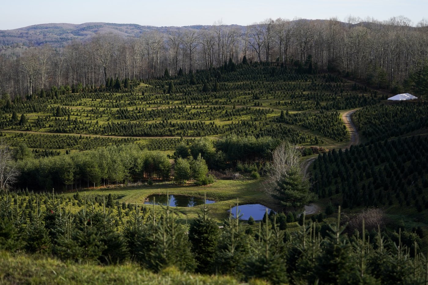 The White House's Christmas tree is a symbol of resilience for hurricane-hit North Carolina farms | iNFOnews.ca The White House's Christmas tree is a symbol of resilience for hurricane-hit North Carolina farms | iNFOnews.ca