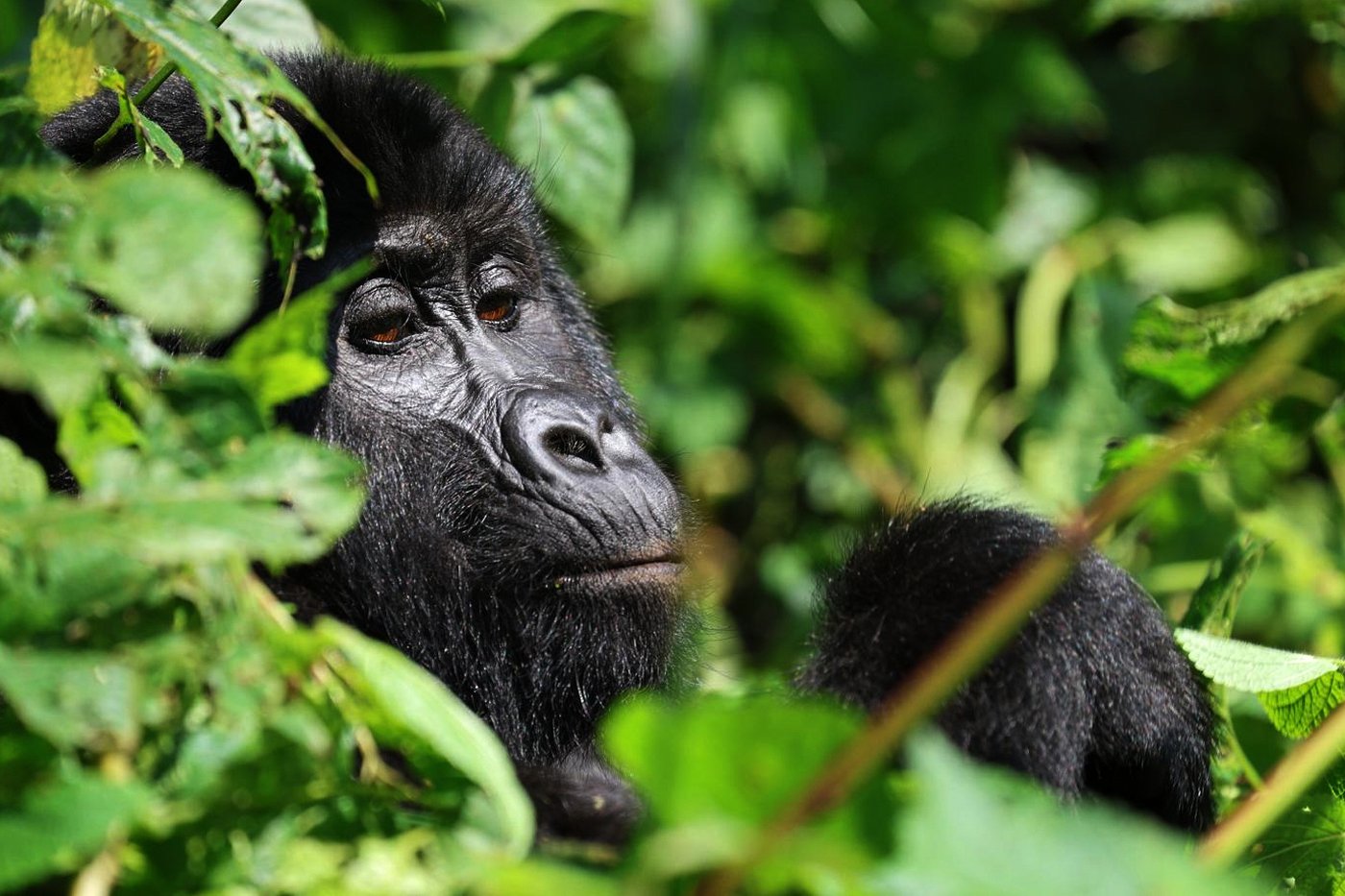 Tourism is helping Uganda’s endangered mountain gorillas make a comeback | iNFOnews.ca