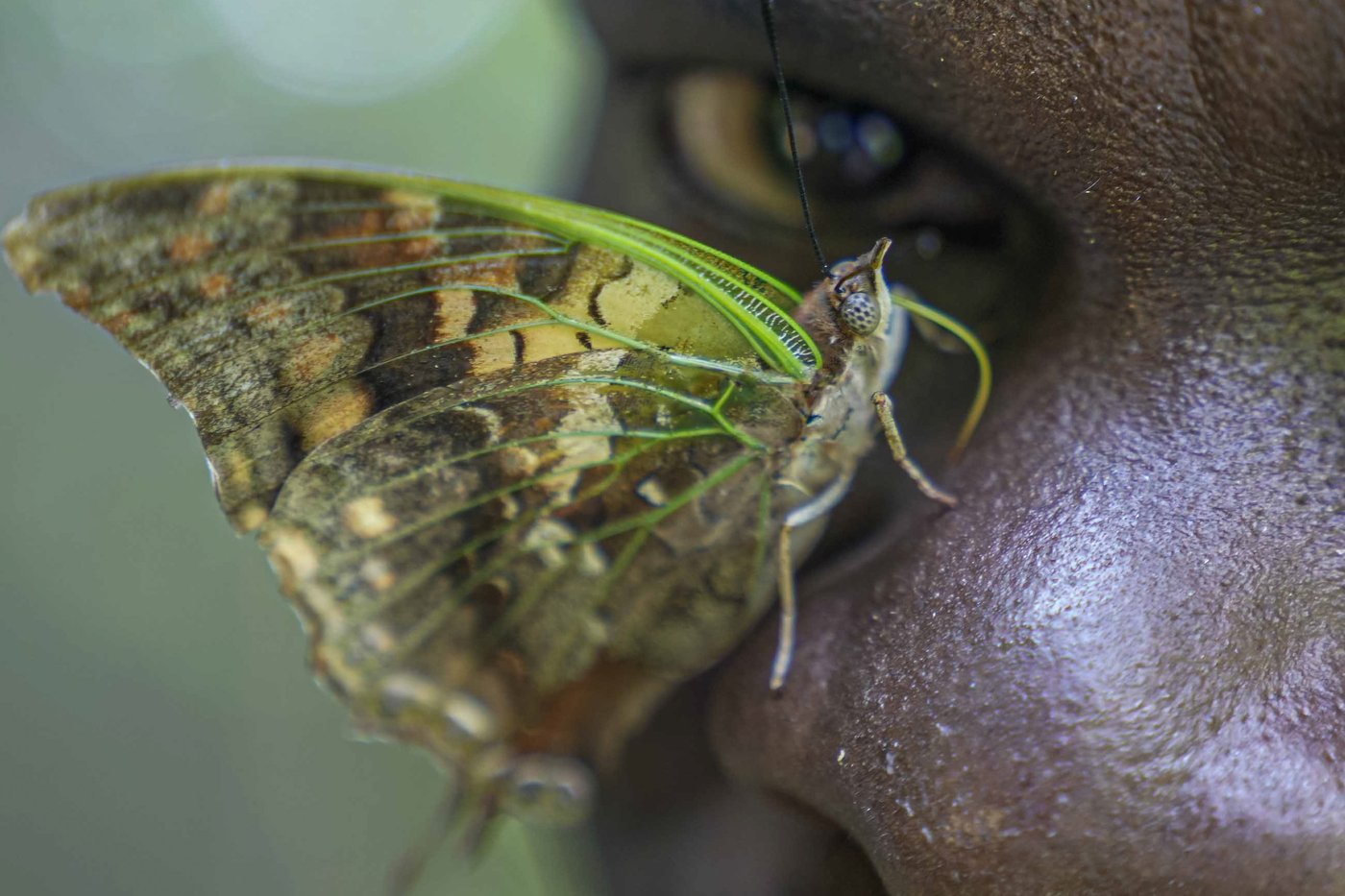 A butterfly collector in Africa with more than 4.2 million seeks to share them for the future | iNFOnews.ca A butterfly collector in Africa with more than 4.2 million seeks to share them for the future | iNFOnews.ca