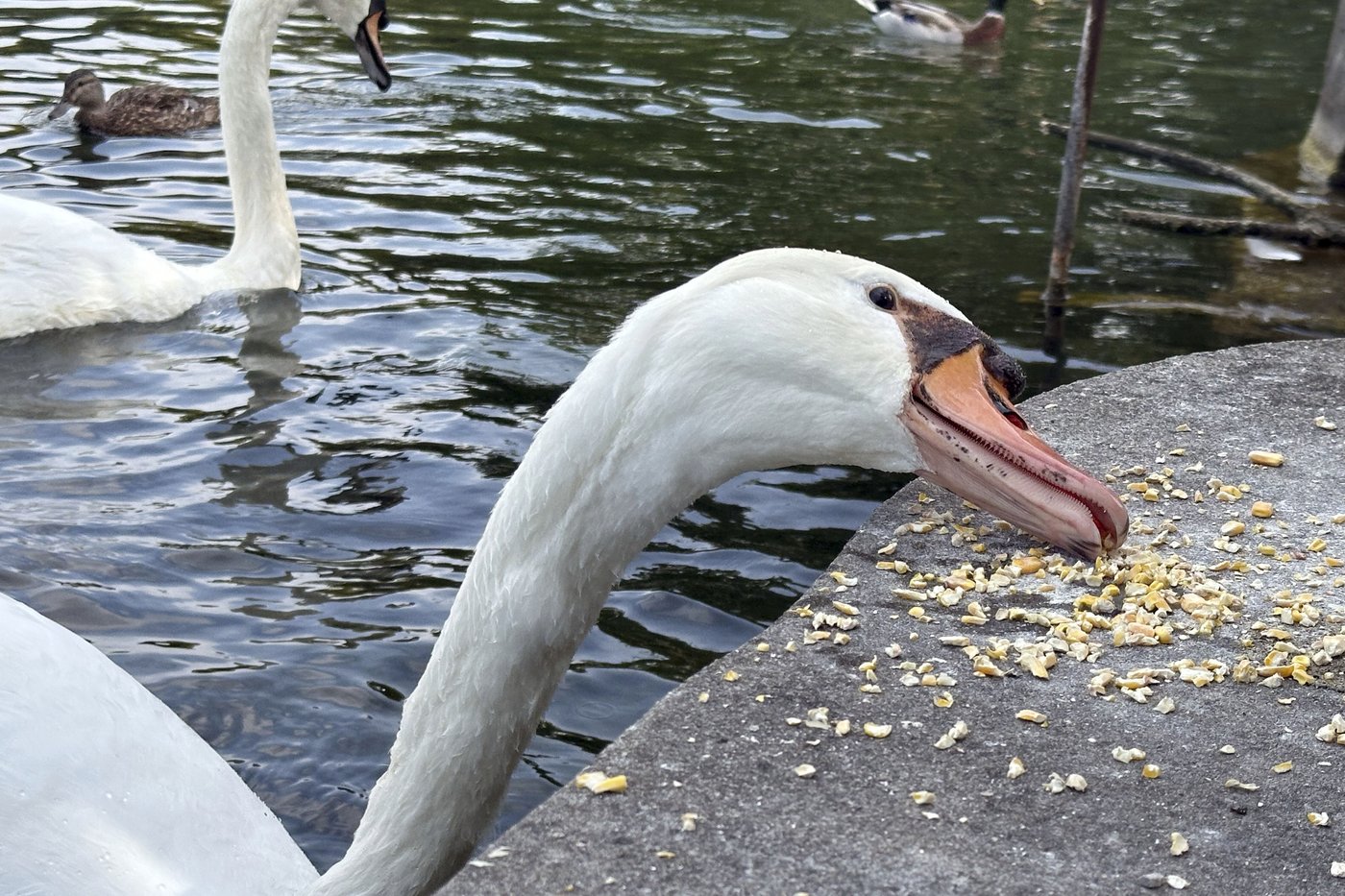 A New York village known for its majestic mute swans faces a difficult choice after one is killed | iNFOnews.ca