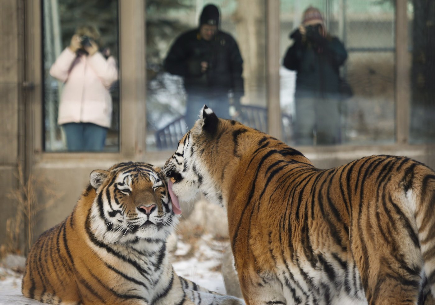 Zoos need to become more involved in conservation than entertainment: zoo conference | iNFOnews.ca