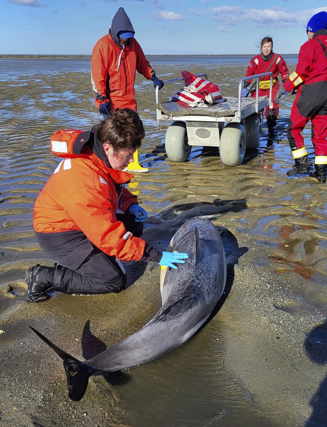 Historically bad year for dolphin strandings on Cape Cod has scientists looking for answers | iNFOnews.ca Historically bad year for dolphin strandings on Cape Cod has scientists looking for answers | iNFOnews.ca