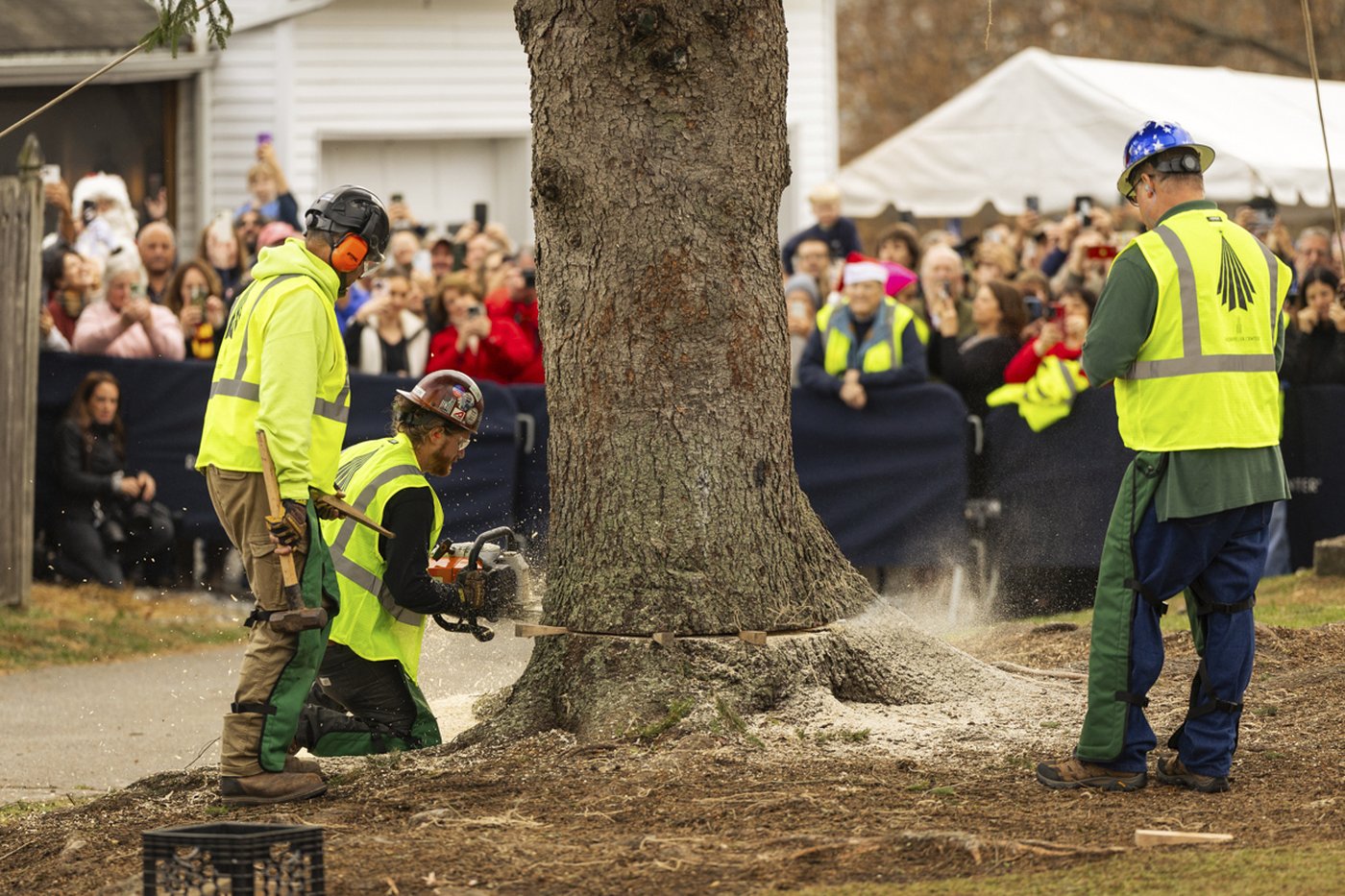 A green giant: This year's 74-foot Rockefeller Christmas tree is en route from Massachusetts | iNFOnews.ca