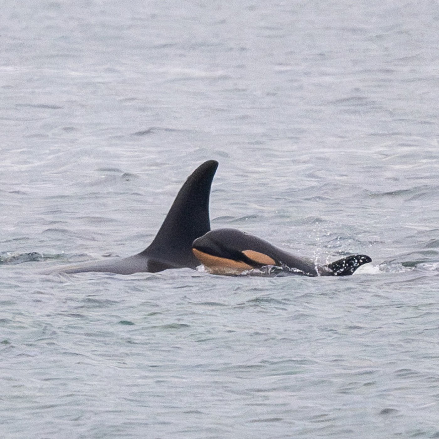 Famous orca mother carrying another dead calf after losing second infant: researchers | iNFOnews.ca Famous orca mother carrying another dead calf after losing second infant: researchers | iNFOnews.ca