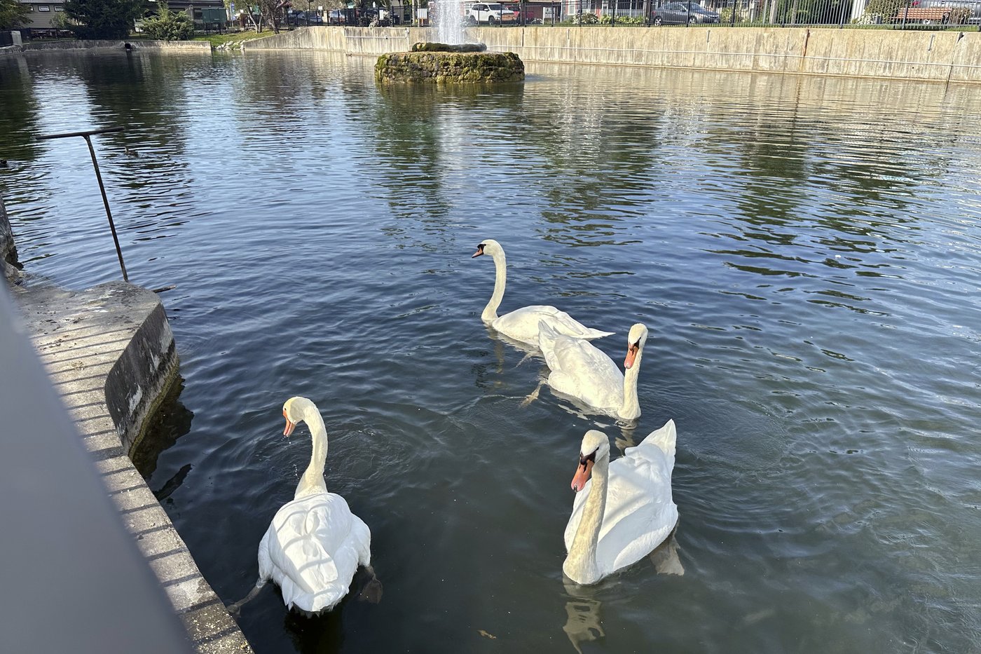 A New York village known for its majestic mute swans faces a difficult choice after one is killed | iNFOnews.ca