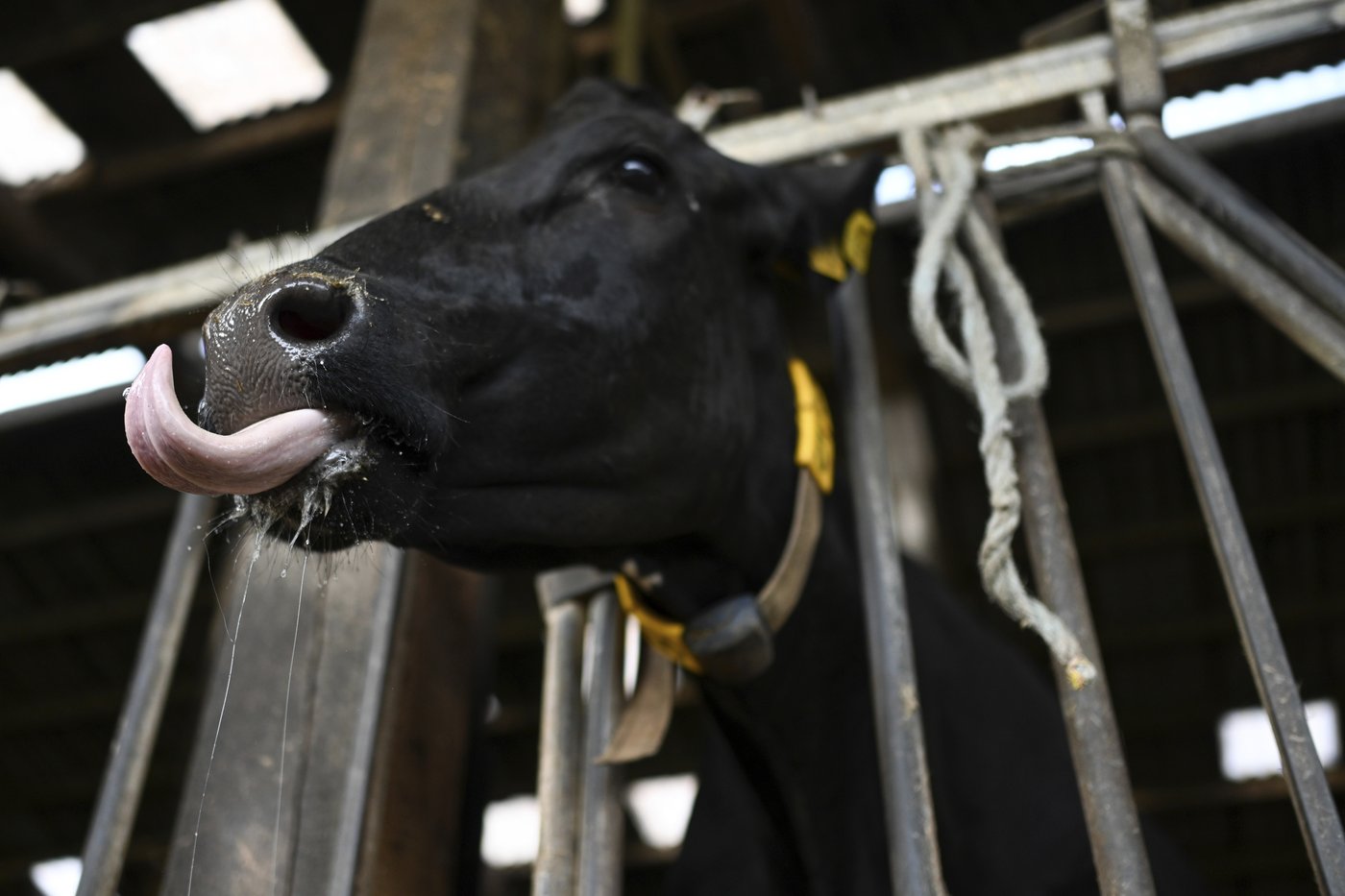 Norway reports first cases of bluetongue disease in livestock since 2009 | iNFOnews.ca Norway reports first cases of bluetongue disease in livestock since 2009 | iNFOnews.ca