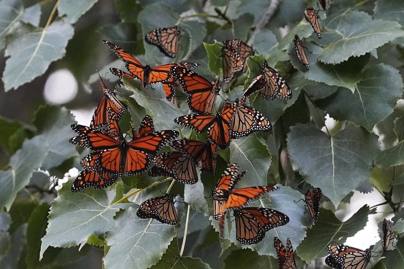 Monarch butterflies to be listed as a threatened species in US | iNFOnews.ca Monarch butterflies to be listed as a threatened species in US | iNFOnews.ca