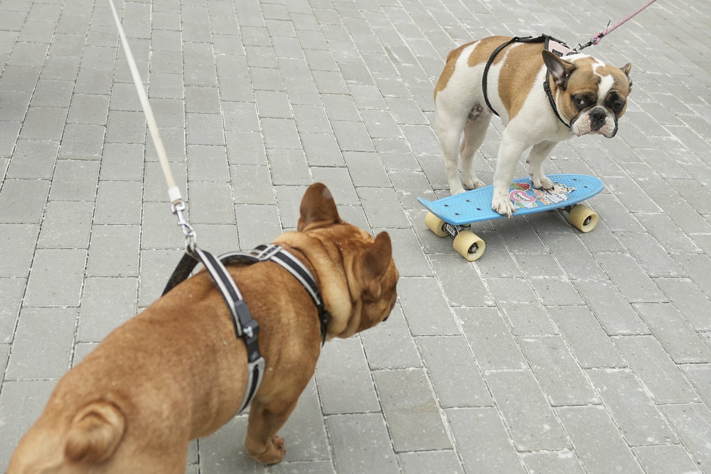 PHOTO COLLECTION: Russia French Bulldogs Parade | iNFOnews.ca
