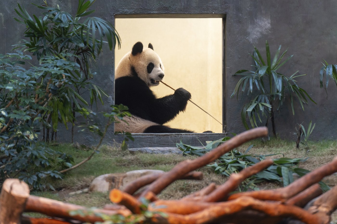 Hong Kong launches panda sculpture tour as the city hopes the bear craze boosts tourism | iNFOnews.ca